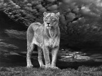 57 - LION QUEEN - DE GROOF EDDY - belgium <div